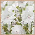 White Musk