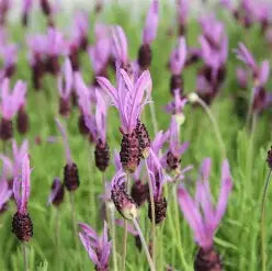 French Cade and Lavender