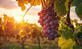Sonoma Sunset