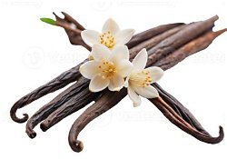 Vanilla Bean