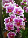 Singapore Orchid