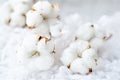 Clean Cotton