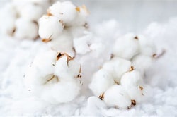 Clean Cotton