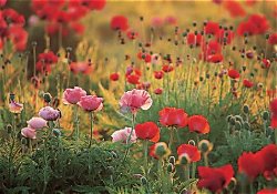 Opium