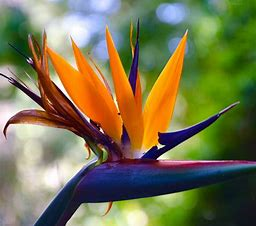 Bird Of Paradise
