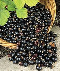 Black Currant and Plum