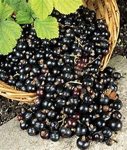 Black Currant and Plum
