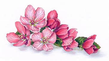 Japanese Cherry Blossom