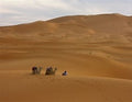 Desert Woods -