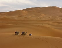 Desert Woods -