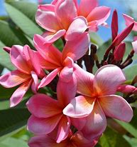 Frangipani