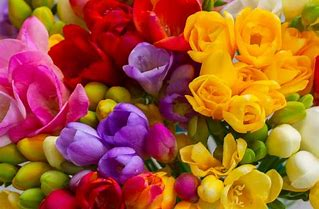 Freesia and red berries