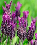 French Lavender