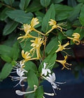 Japanese Honeysuckle