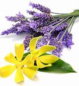 Lavender Ylang Ylang
