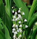 Lily of the Valley