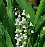 Lily of the Valley