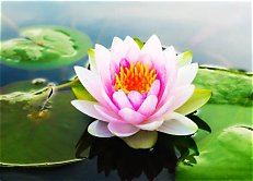 Lotus