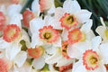 Narcissit