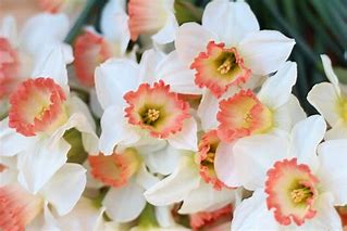 Narcissit