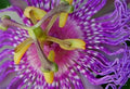 Polynesian Ylang Ylang