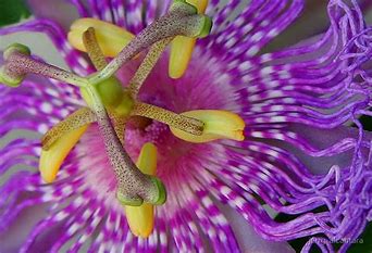 Polynesian Ylang Ylang