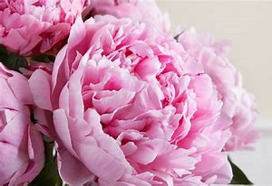 Pink Peony