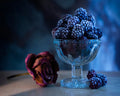 Purple Blackberry Rose