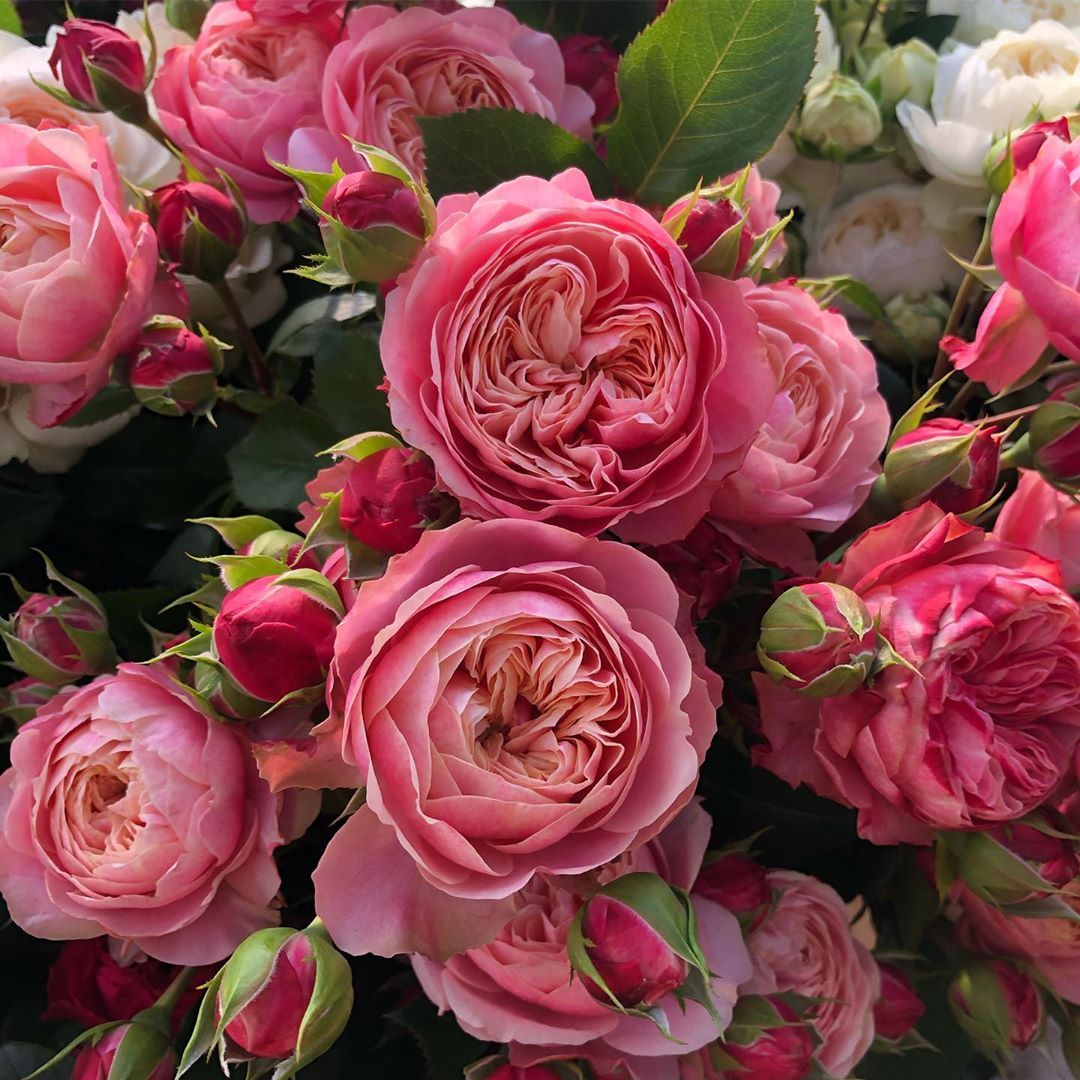 Rose Victorian