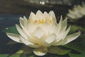 Water Lily and Persimmon
