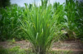 Wild Lemongrass